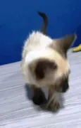 felix