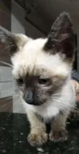 felix