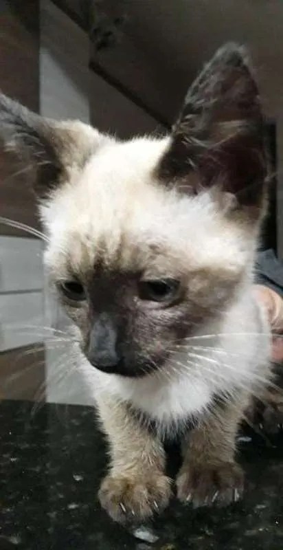 Gato ra a SRD idade 2 a 6 meses nome felix