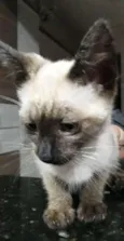 felix