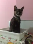 Safira 