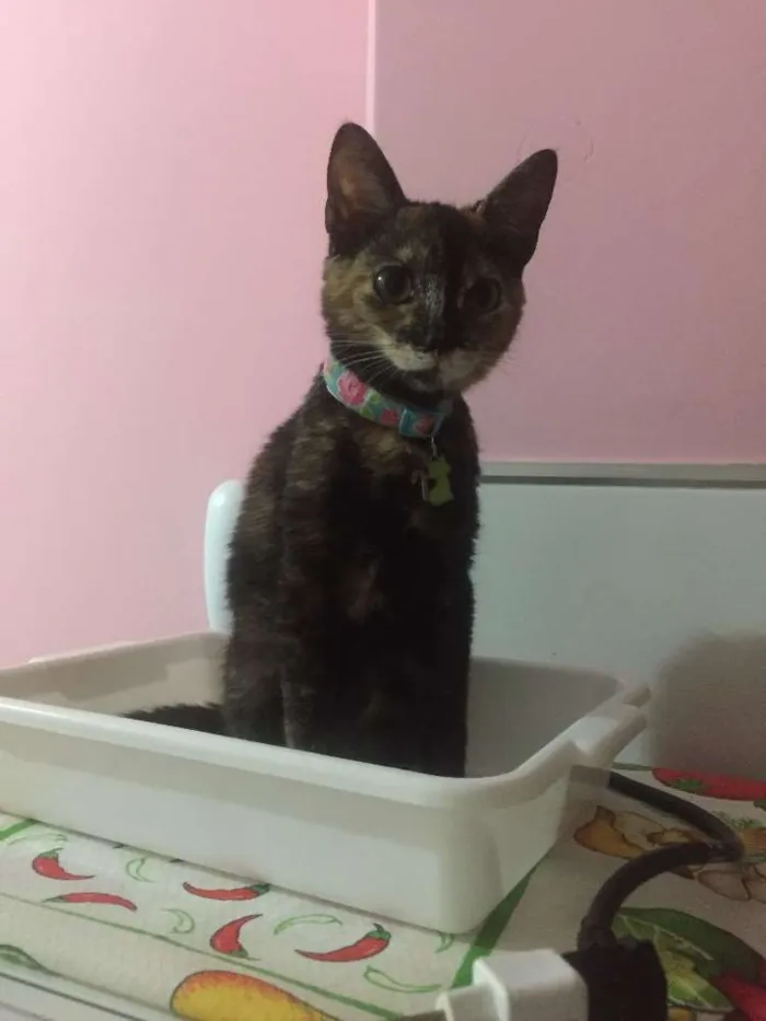 Gato raça Vira lata idade 2 a 6 meses nome Safira 