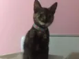 Safira 