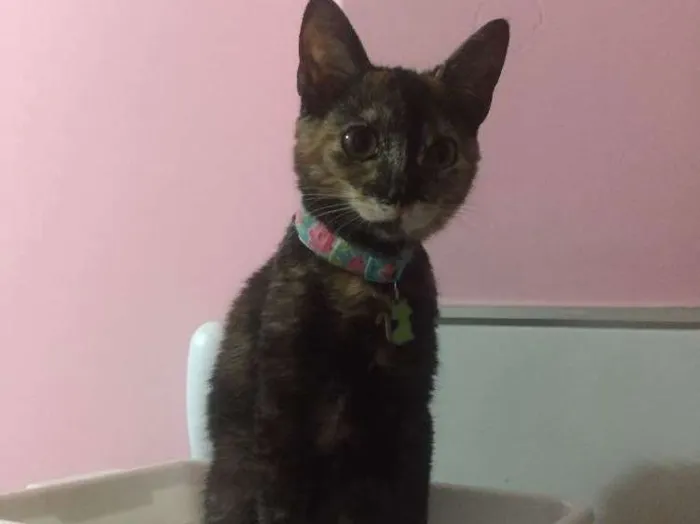 Gato raça Vira lata idade 2 a 6 meses nome Safira 