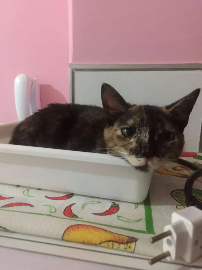Gato raça Vira lata idade 2 a 6 meses nome Safira 