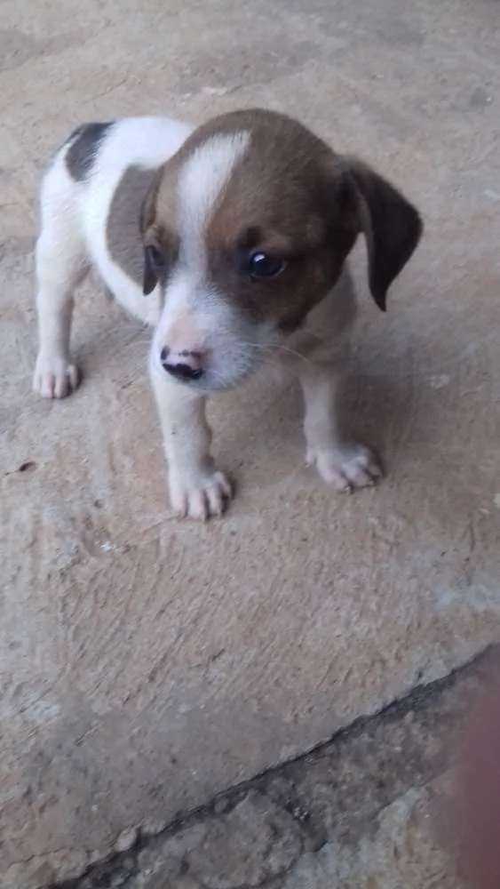 Cachorro ra a Vira-Lata idade Abaixo de 2 meses nome Filhote sem nome