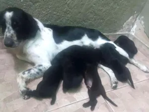 Cachorro raça Vira lata idade 2 a 6 meses nome Filhotes