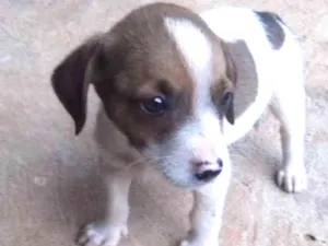 Cachorro raça Vira-Lata idade Abaixo de 2 meses nome Filhote sem nome