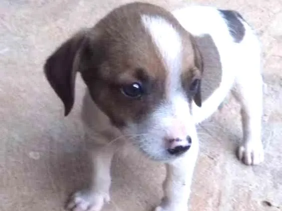 Cachorro ra a Vira-Lata idade Abaixo de 2 meses nome Filhote sem nome
