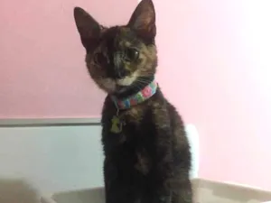 Gato raça Vira lata idade 2 a 6 meses nome Safira 