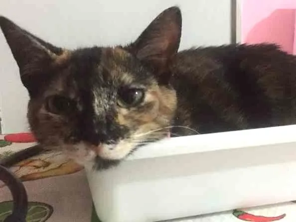 Gato raça Vira lata idade 2 a 6 meses nome Safira 