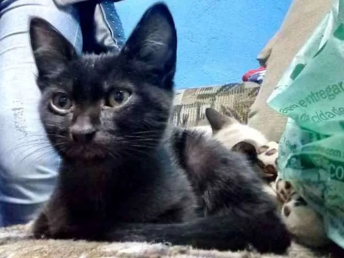 Gato ra a Srd idade 2 a 6 meses nome Pelé e mel