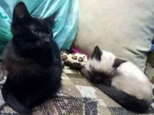 Gato raça Srd idade 2 a 6 meses nome Pelé e mel