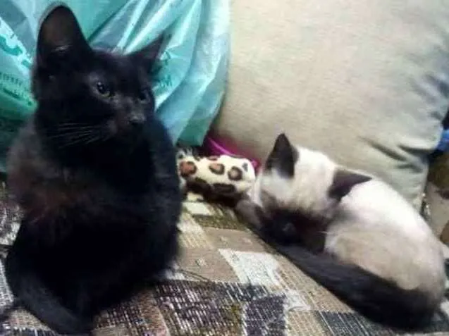 Gato ra a Srd idade 2 a 6 meses nome Pelé e mel