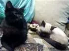 Gato raça Srd idade 2 a 6 meses nome Pelé e mel