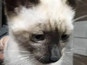 Gato raça SRD idade 2 a 6 meses nome felix