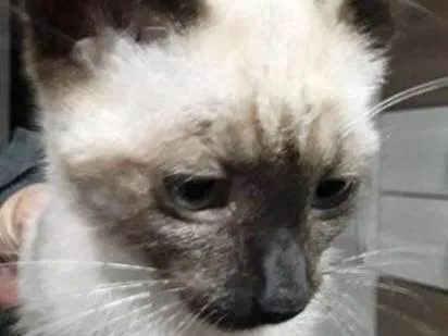 Gato ra a SRD idade 2 a 6 meses nome felix