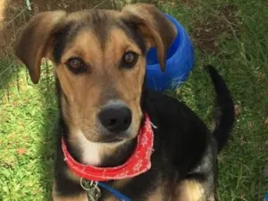 Cachorro raça SRD idade 7 a 11 meses nome Max