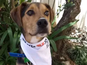 Cachorro raça SRD idade 7 a 11 meses nome Max