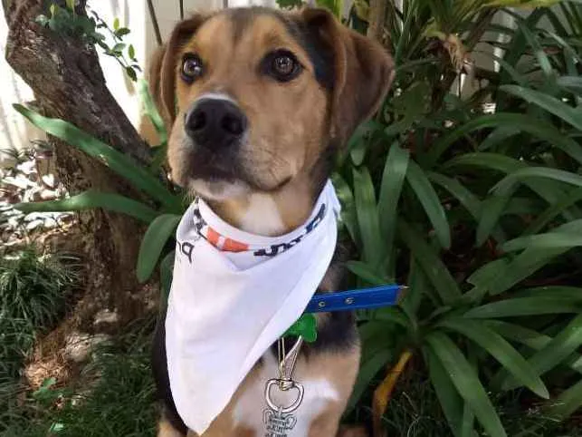 Cachorro ra a SRD idade 7 a 11 meses nome Max