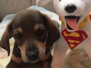 Cachorro raça SRD idade 2 a 6 meses nome Jimmy