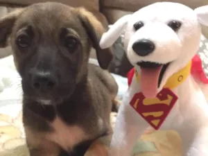 Cachorro raça SRD idade 2 a 6 meses nome Tony