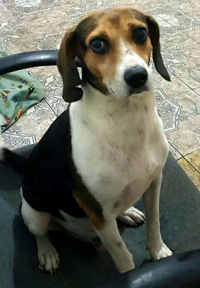 Cachorro ra a Beagle  idade 3 anos nome Tito 