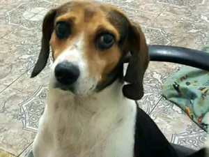 Cachorro raça Beagle  idade 3 anos nome Tito 