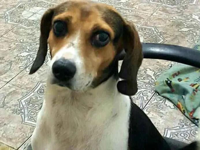 Cachorro ra a Beagle  idade 3 anos nome Tito 