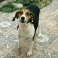 Tito 