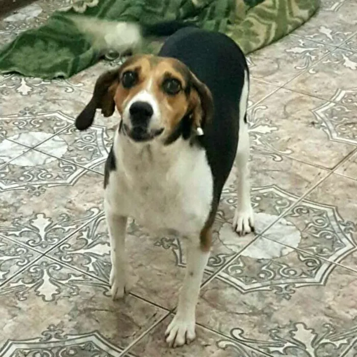 Cachorro ra a Beagle  idade 3 anos nome Tito 