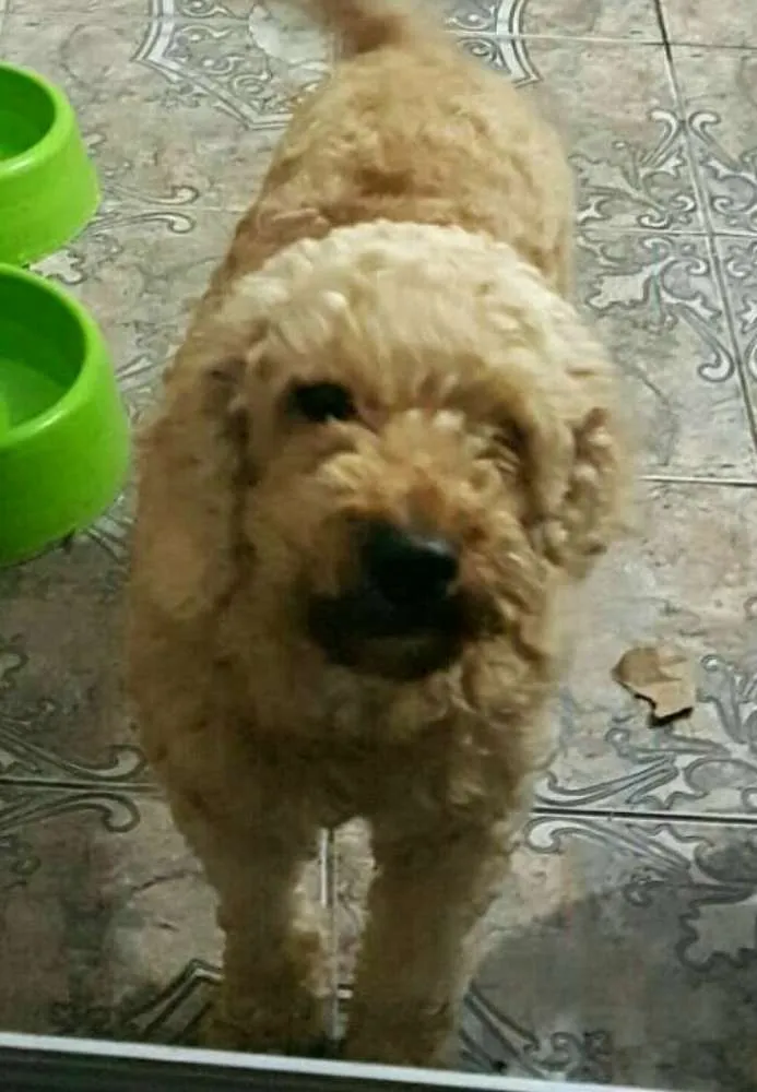 Cachorro ra a Poodle  idade 3 anos nome Caramelo 