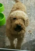 Caramelo