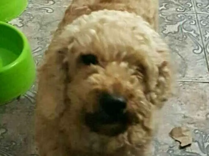 Cachorro ra a Poodle  idade 3 anos nome Caramelo 