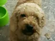Caramelo