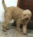 Caramelo