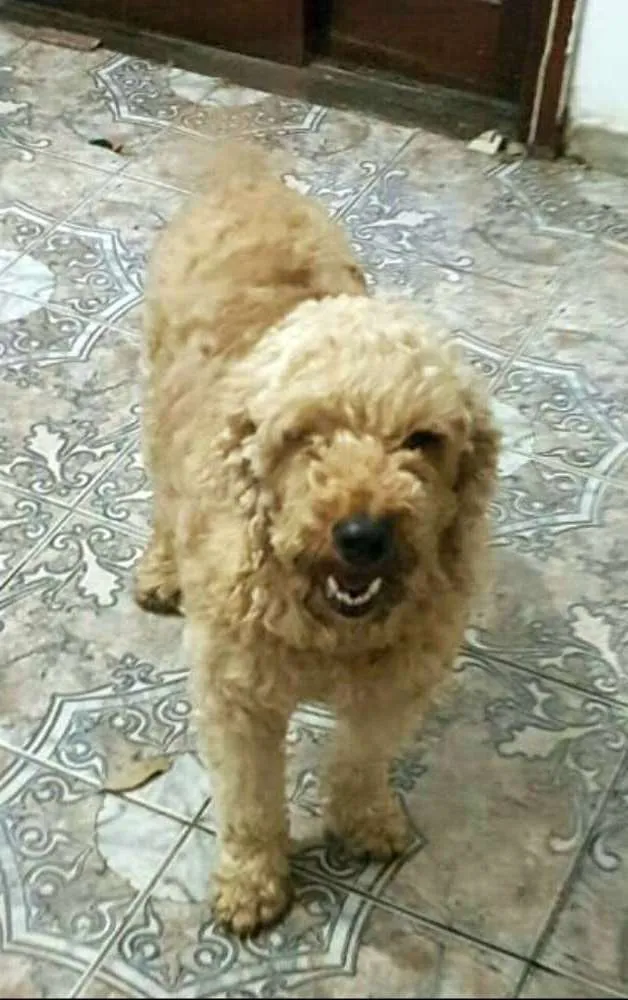 Cachorro ra a Poodle  idade 3 anos nome Caramelo 