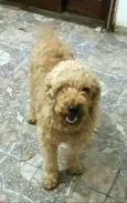 Caramelo