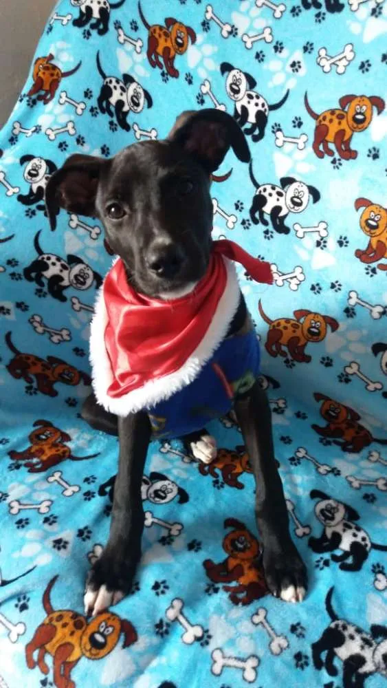 Cachorro ra a  idade 2 a 6 meses nome Black 