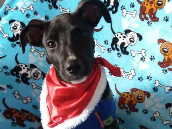 Cachorro ra a  idade 2 a 6 meses nome Black 