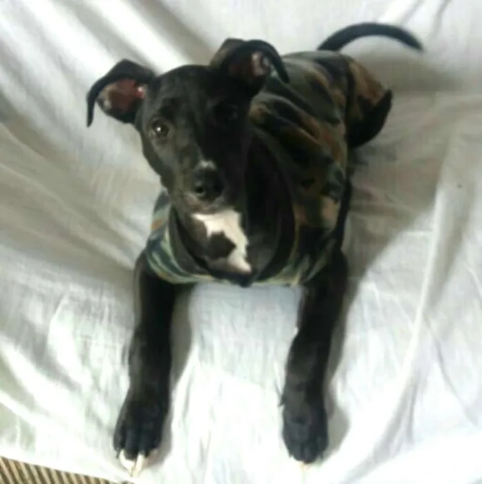 Cachorro ra a  idade 2 a 6 meses nome Black 