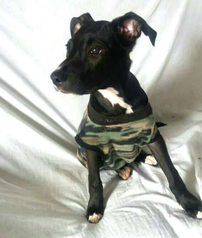 Cachorro ra a  idade 2 a 6 meses nome Black 