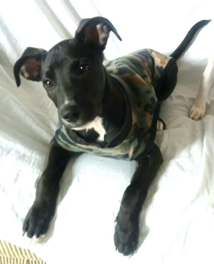 Cachorro ra a  idade 2 a 6 meses nome Black 