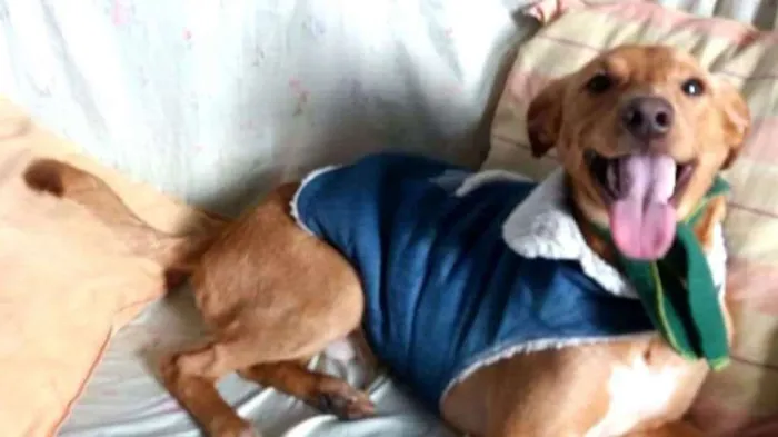 Cachorro ra a  idade 1 ano nome Charlie