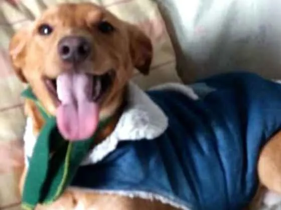 Cachorro ra a  idade 1 ano nome Charlie