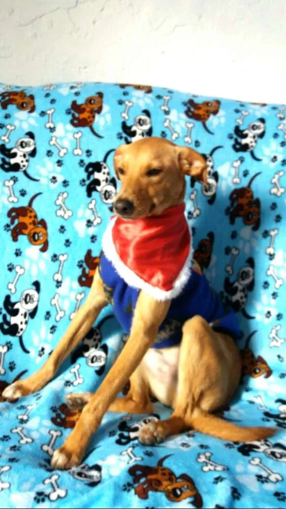 Cachorro ra a  idade 1 ano nome Charlie