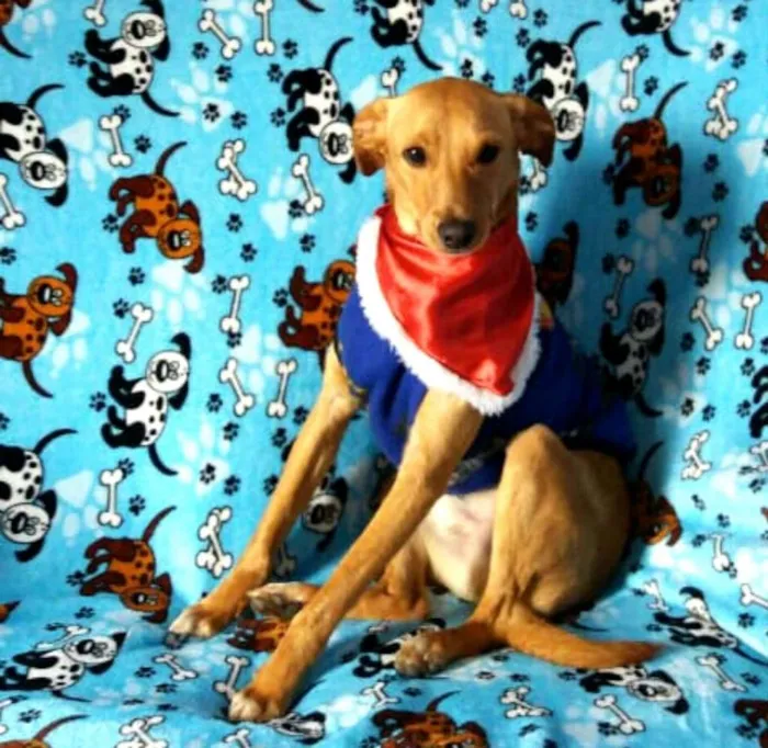Cachorro ra a  idade 1 ano nome Charlie