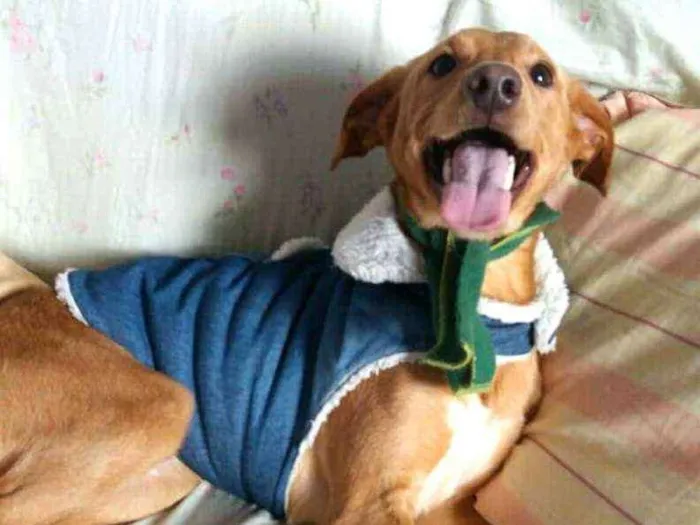 Cachorro ra a  idade 1 ano nome Charlie