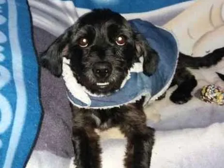 Cachorro ra a Poodle  idade  nome Jonas 