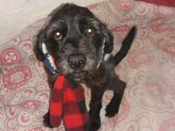 Cachorro ra a Poodle  idade  nome Jonas 